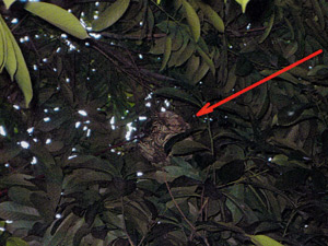スズメバチの巣確認